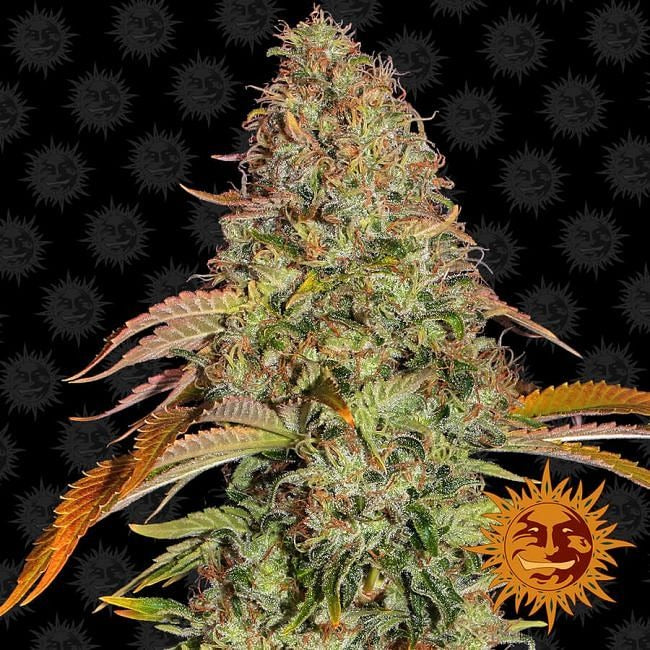 Zkittlez OG Auto Feminised Seeds