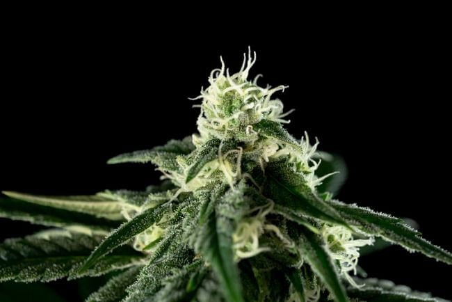 Bubba Cheesecake Feminised Seeds