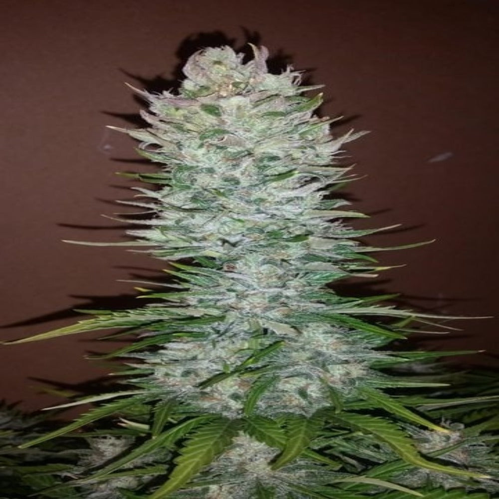 G14 Auto