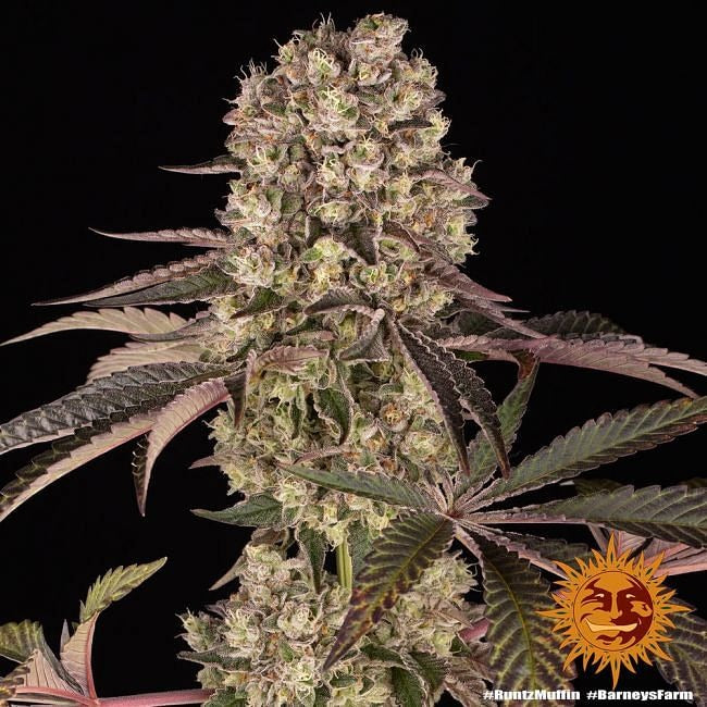 Runtz Muffin Feminised Seeds