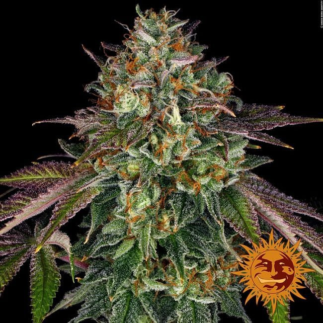 Wedding Cake Feminised Seeds