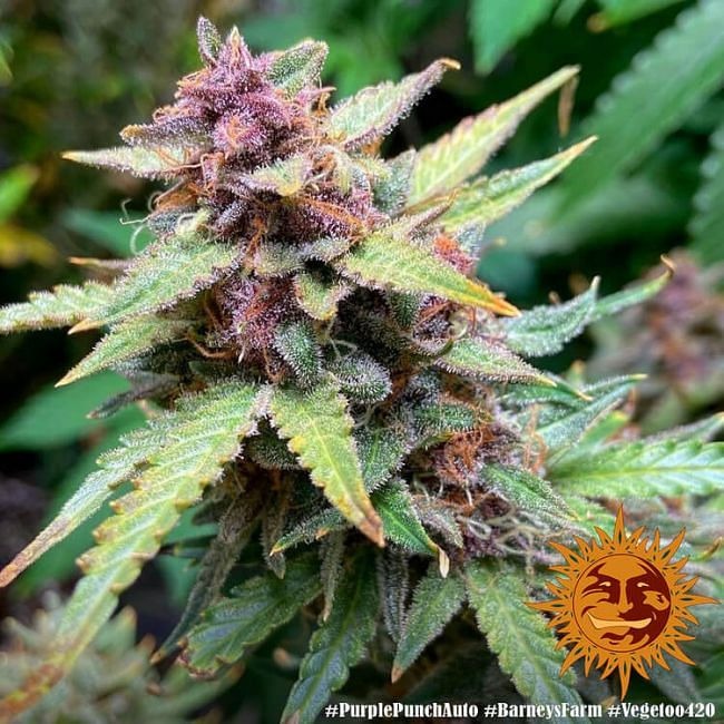 Purple Punch Auto Feminised Seeds