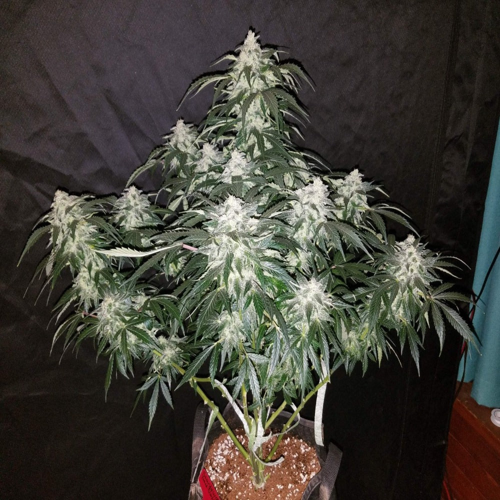 Stardawg Auto