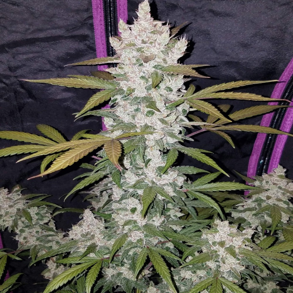 Girl Scout Cookies Auto