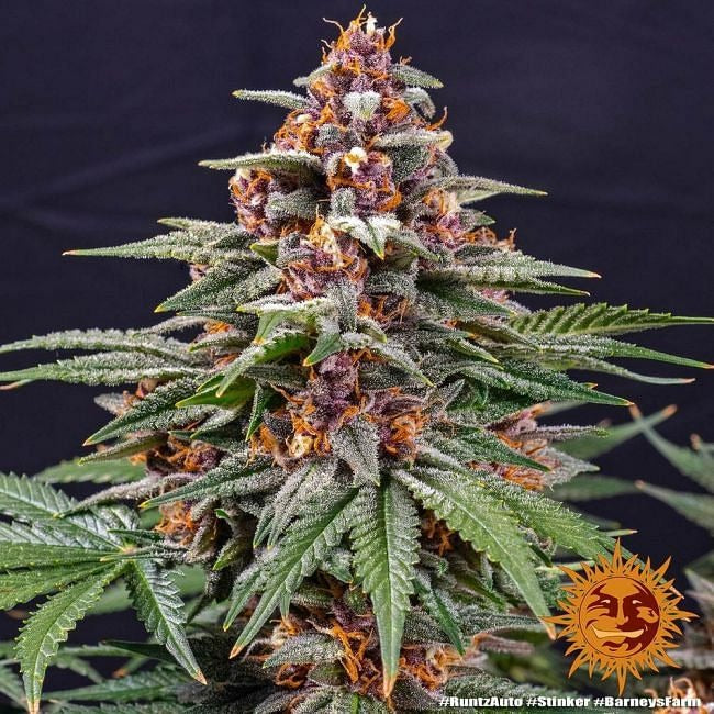 Runtz Auto Feminised Seeds