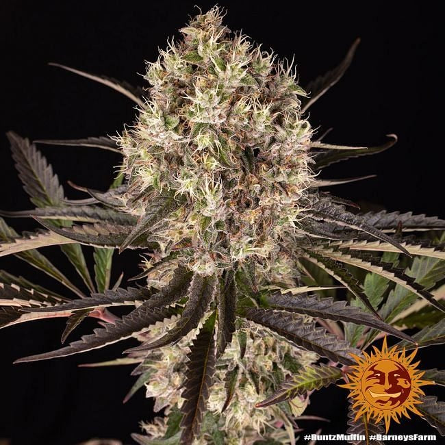 Runtz Muffin Feminised Seeds