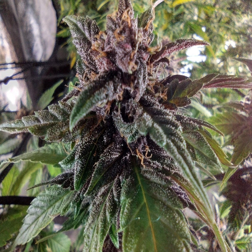 Purple Lemonade Auto