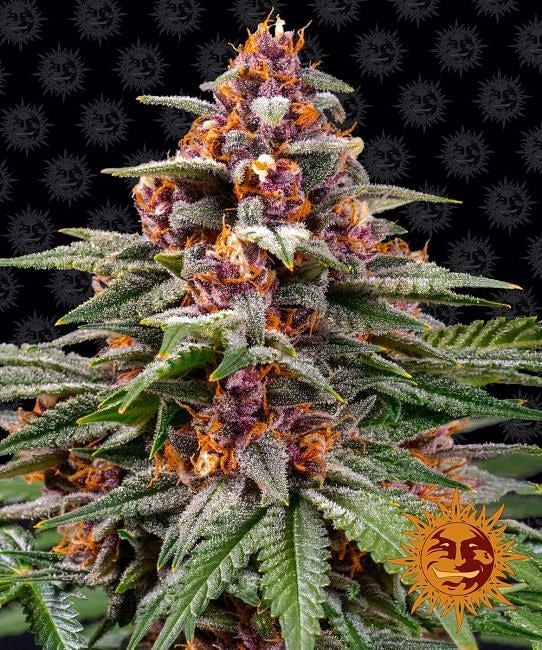 Runtz Auto Feminised Seeds