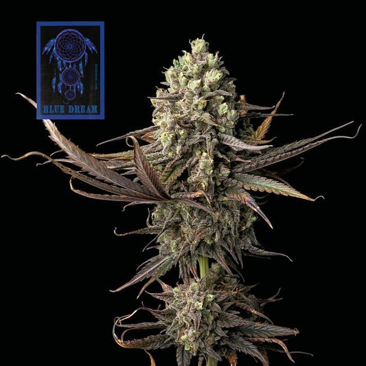 Blue Dream Feminised Seeds