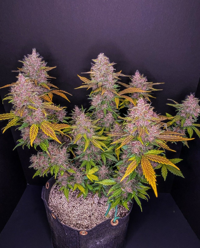 LSD-25 Auto