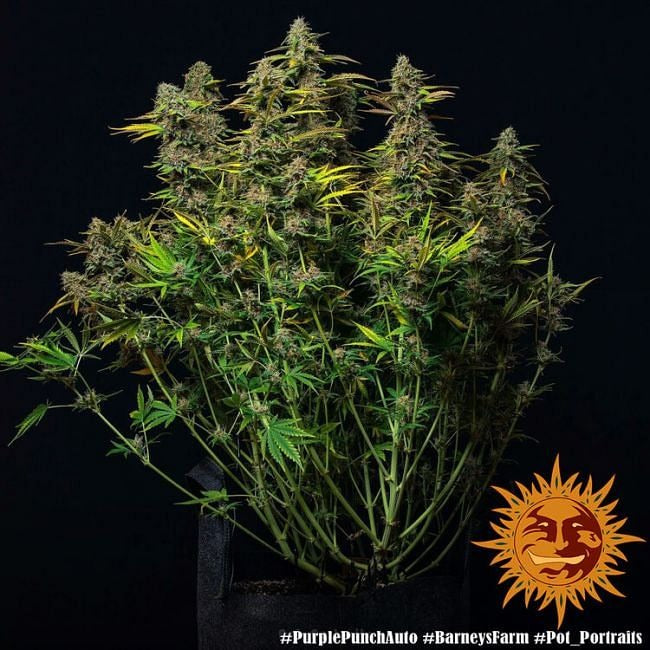 Purple Punch Auto Feminised Seeds