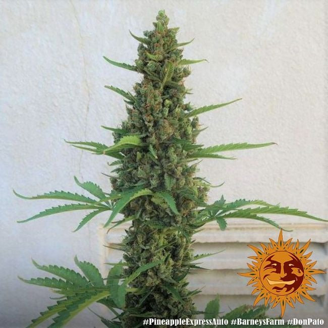 Pineapple Express Auto Feminised Seeds