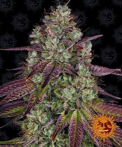 Mimosa EVO Feminised Seeds