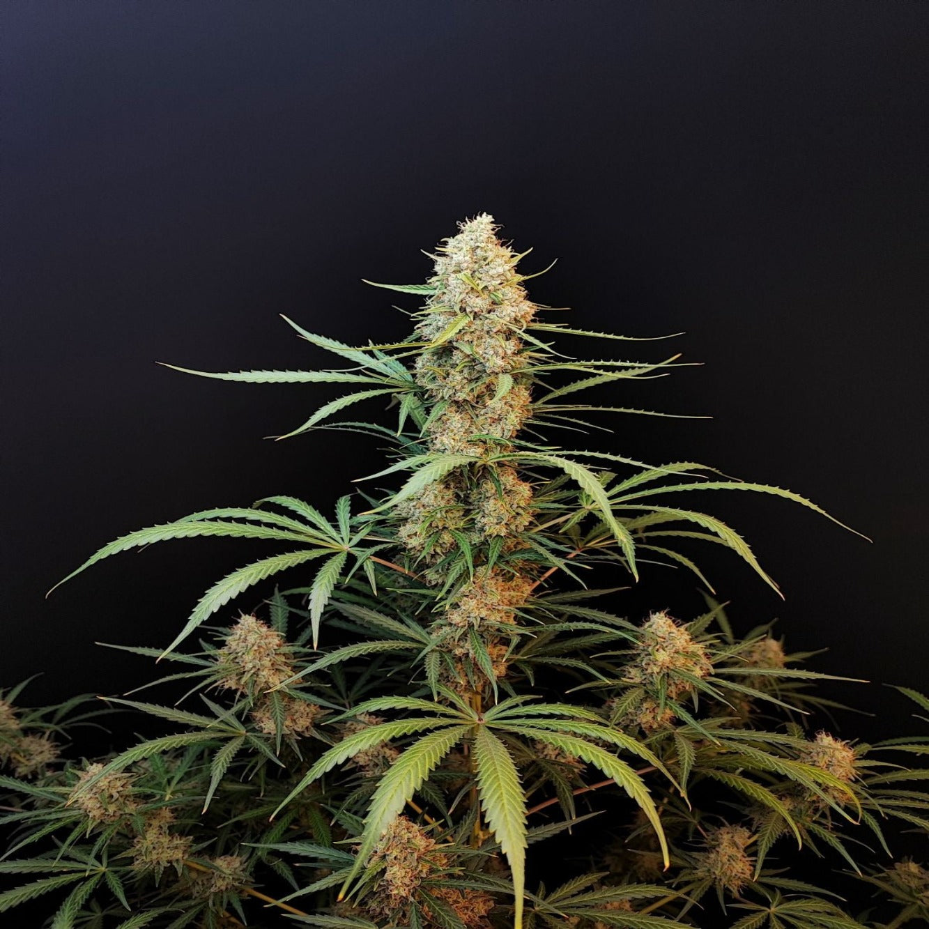 Jack Herer Auto