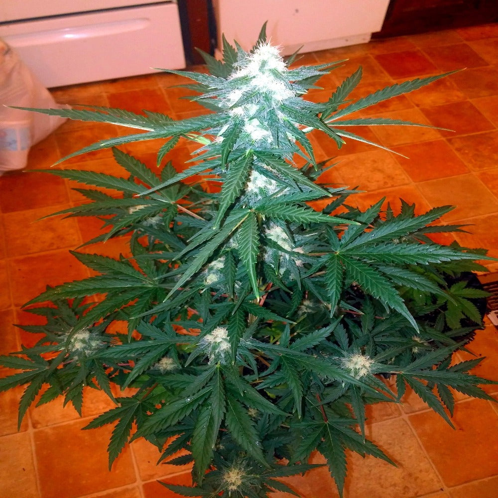 G14 Auto