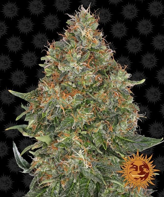 Pineapple Express Auto Feminised Seeds