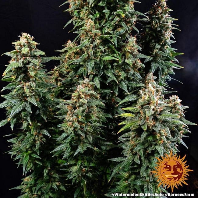 Watermelon Zkittlez Auto Feminised Seeds