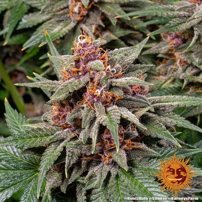 Runtz Auto Feminised Seeds