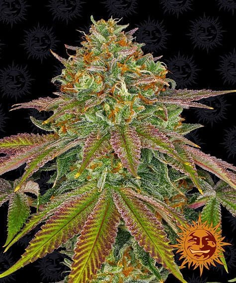 Wedding Cake Feminised Seeds