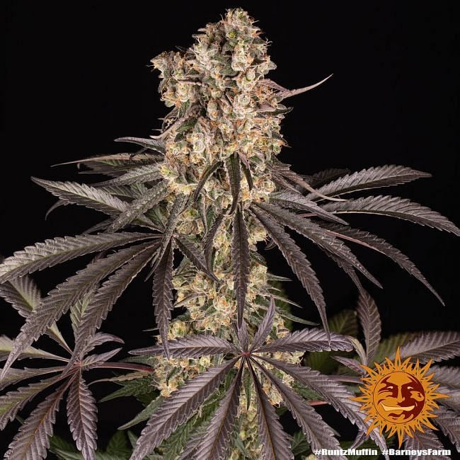 Runtz Muffin Feminised Seeds