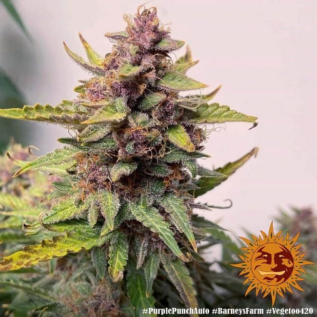 Purple Punch Auto Feminised Seeds