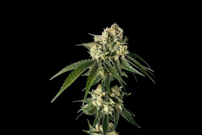 Bubba Cheesecake Feminised Seeds