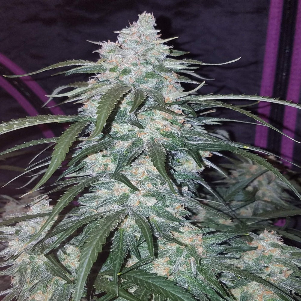 Pineapple Express Auto