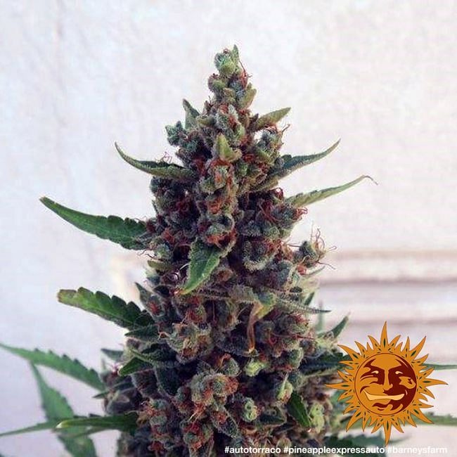 Pineapple Express Auto Feminised Seeds