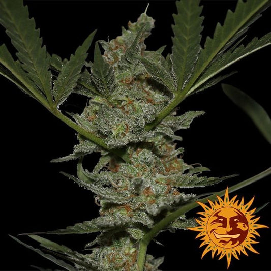 Acapulco Gold Feminised Seeds