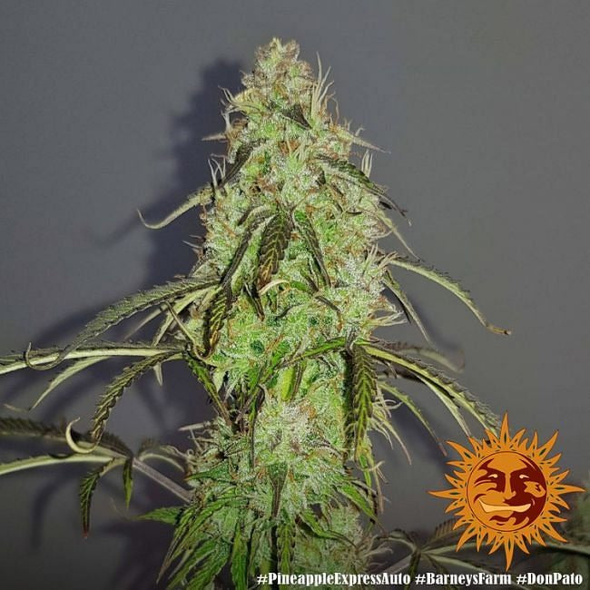 Pineapple Express Auto Feminised Seeds