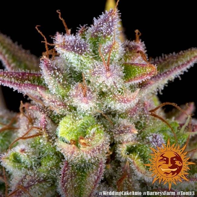 Wedding Cake Auto Feminised Seeds