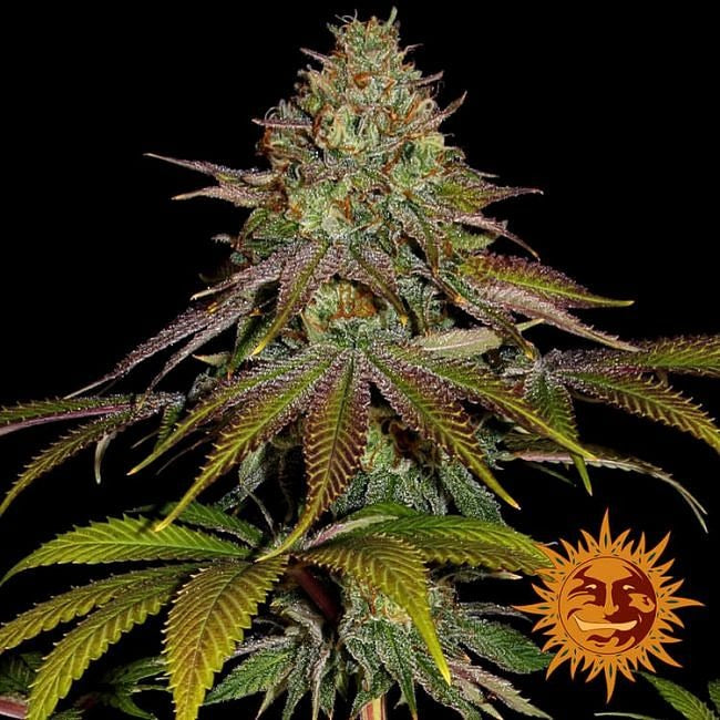 Wedding Cake Feminised Seeds