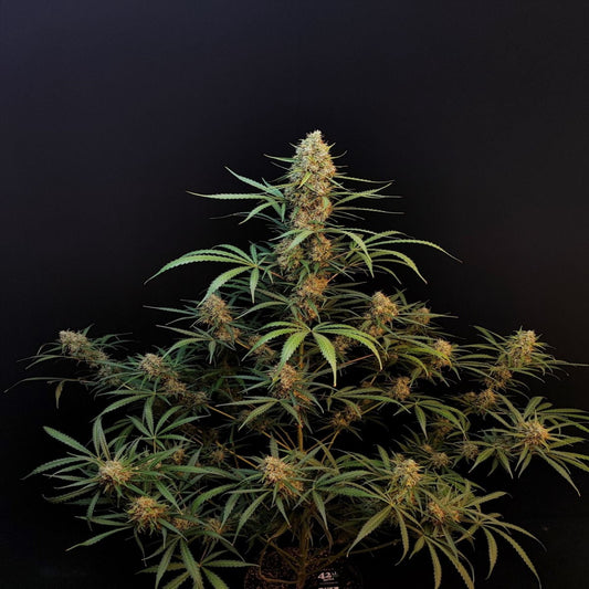 Jack Herer Auto