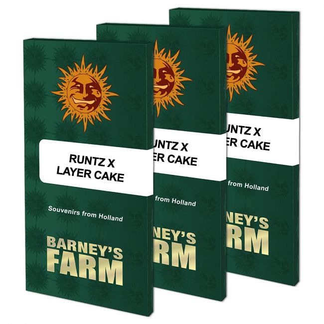 Runtz X Layer Cake Feminised Seeds