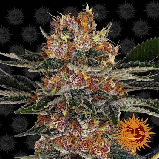 Purple Punch Feminised Seeds