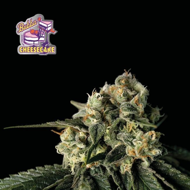 Bubba Cheesecake Feminised Seeds