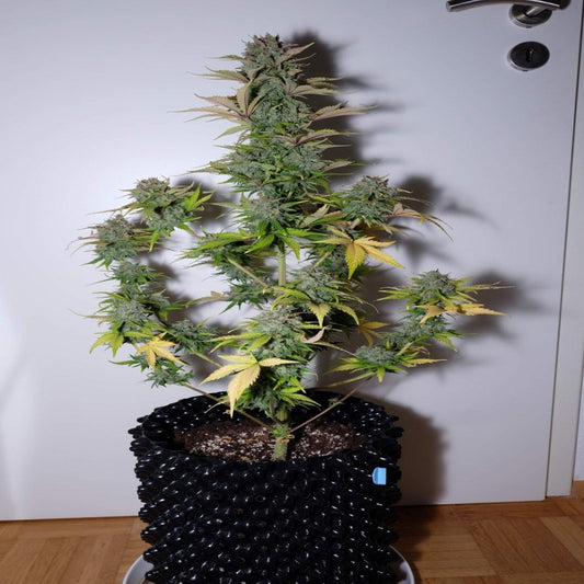 G14 Auto