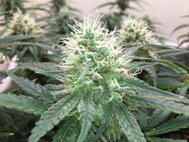 Blue Dream Feminised Seeds