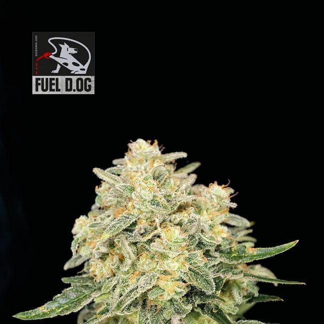 Fuel D.OG Feminised Seeds