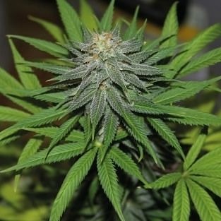 Pineapple Express Auto Feminised Seeds