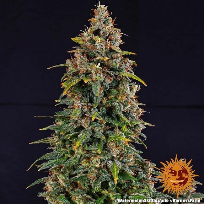 Watermelon Zkittlez Auto Feminised Seeds