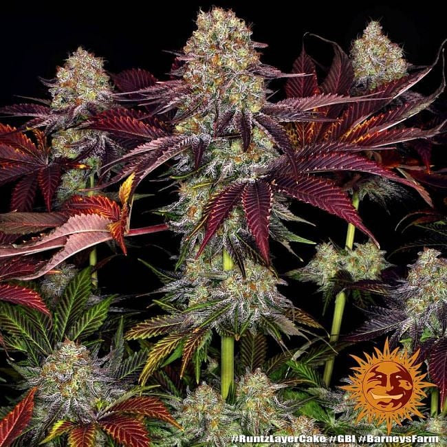 Runtz X Layer Cake Feminised Seeds