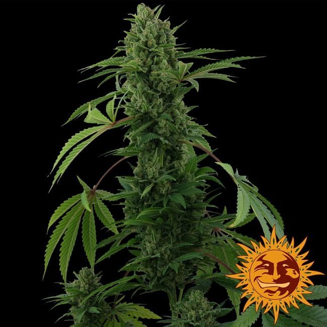 Pineapple Express Auto Feminised Seeds