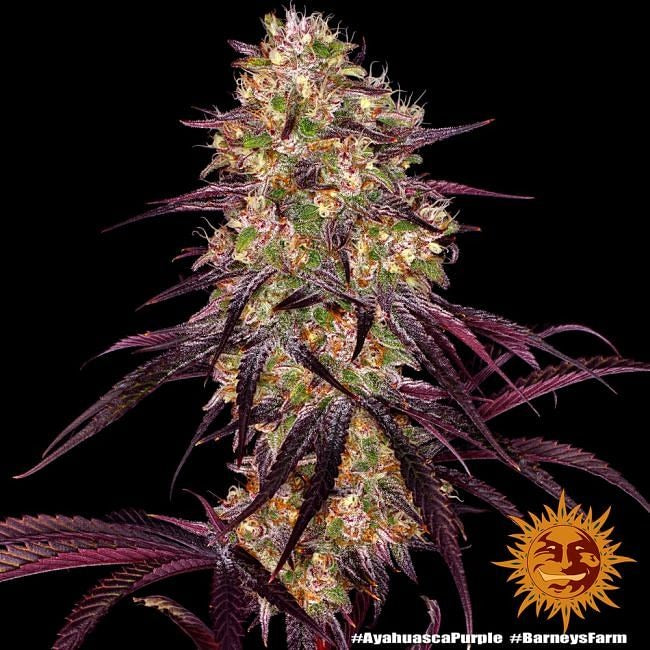 Ayahuasca Purple Feminised Seeds