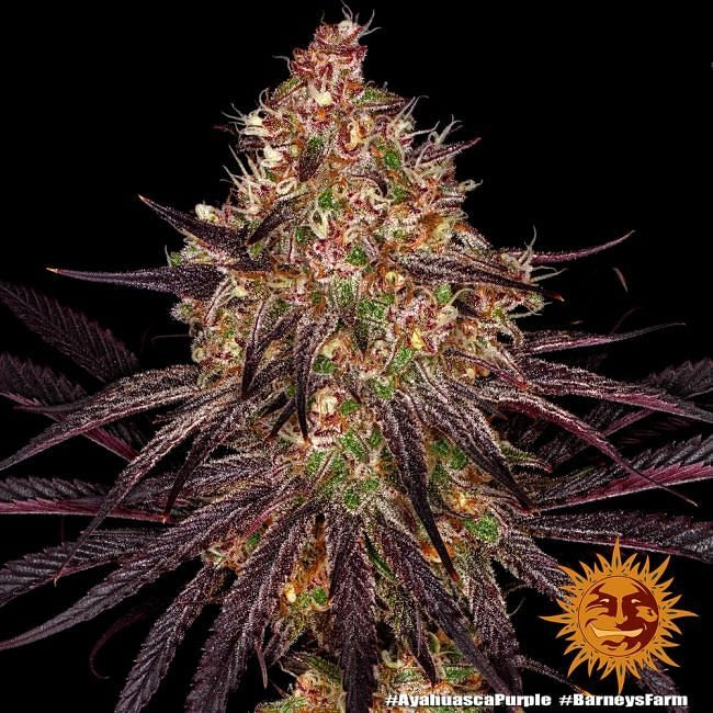 Ayahuasca Purple Feminised Seeds