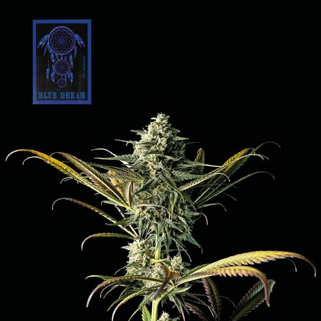 Blue Dream Feminised Seeds