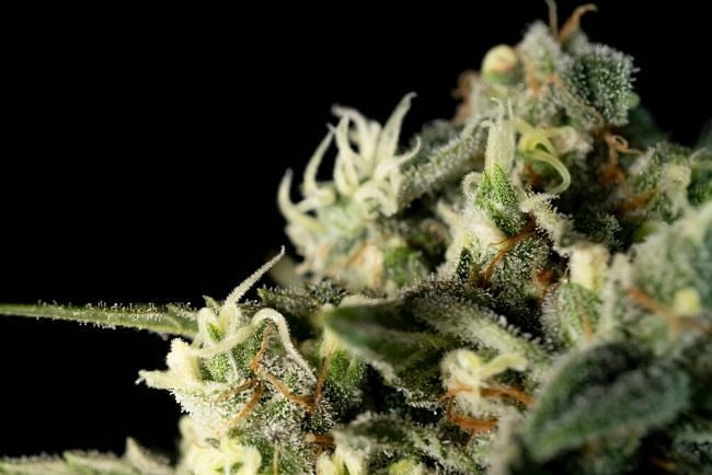 Bubba Cheesecake Feminised Seeds