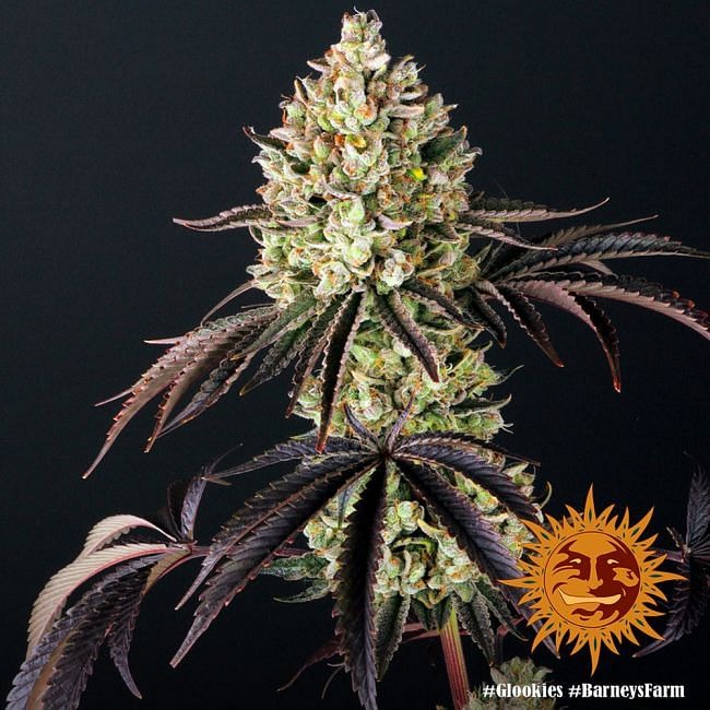 Glookies Feminised Seeds