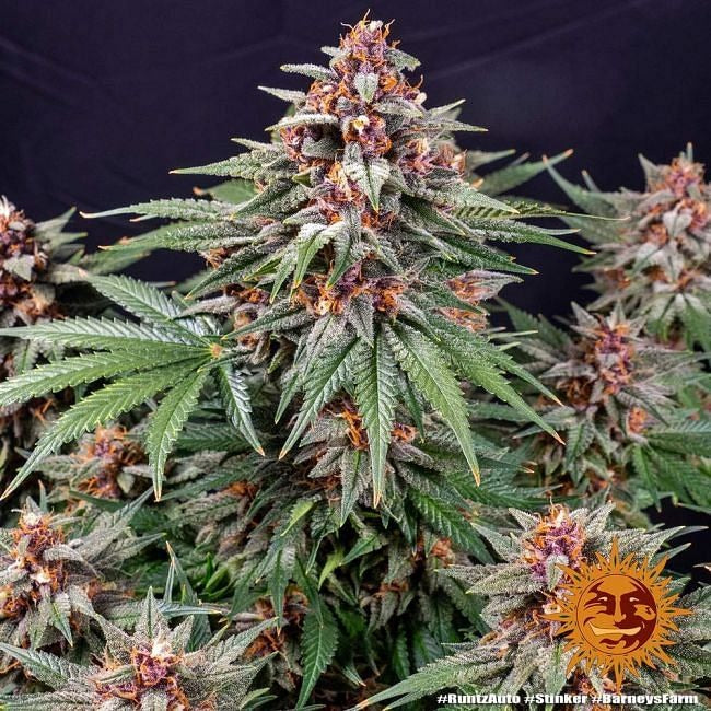 Runtz Auto Feminised Seeds