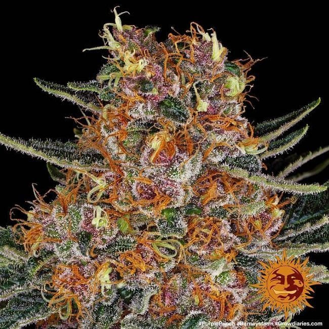 Purple Punch Auto Feminised Seeds